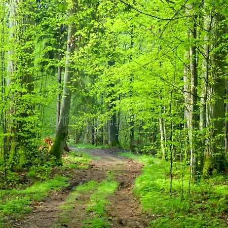 Sublime Foret Konukevi